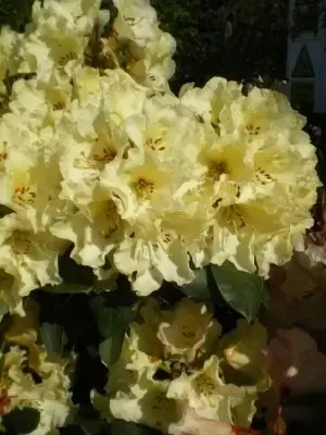 RHODODENDRON 'Horizon Monarch' - image 2