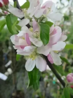 Malus domestica 'Egremont Russet' (Apple) - image 2