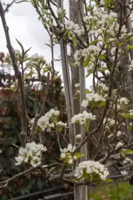 Pyrus communis 'Conference' (PEAR) - image 3