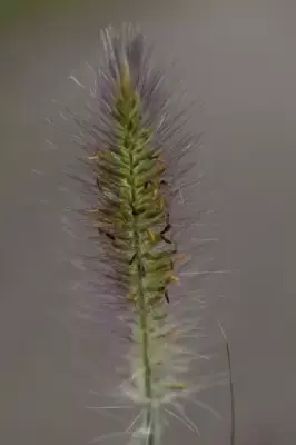 PENNISETUM alopecuroides 'Hameln' - image 6