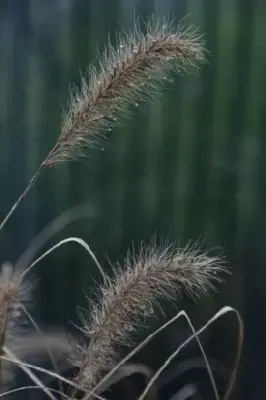 PENNISETUM alopecuroides 'Hameln' - image 7