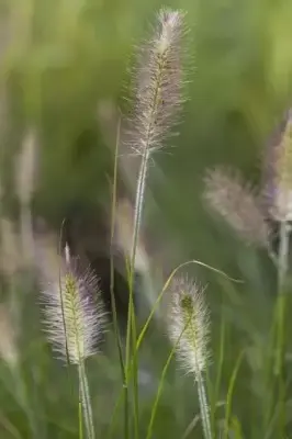 PENNISETUM alopecuroides 'Hameln' - image 8