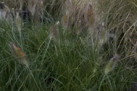 PENNISETUM alopecuroides 'Hameln' - image 2