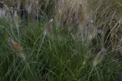 PENNISETUM alopecuroides 'Hameln' - image 2