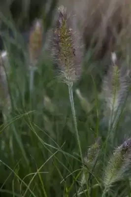 PENNISETUM alopecuroides 'Hameln' - image 3