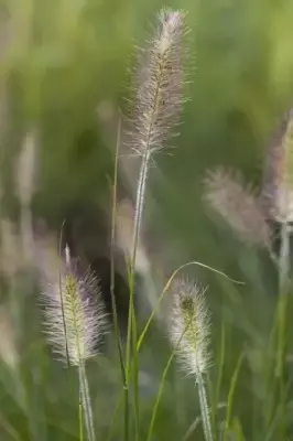 PENNISETUM alopecuroides 'Hameln' - image 4