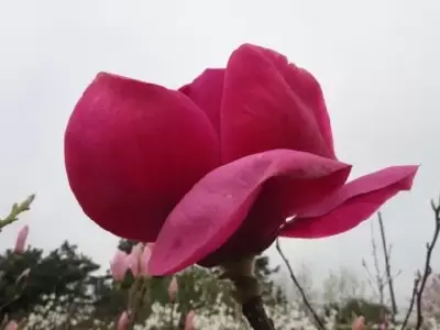 MAGNOLIA 'Star Wars' - image 2