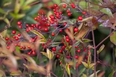 NANDINA domestica - image 2