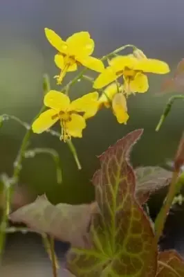 EPIMEDIUM x perralchicum 'Frohnleiten' - image 2