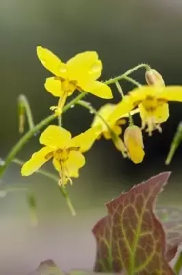 EPIMEDIUM x perralchicum 'Frohnleiten' - image 3