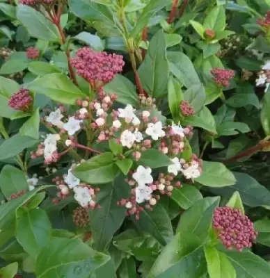 VIBURNUM tinus - image 2