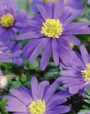 ANEMONE blanda 'Blue' - image 2