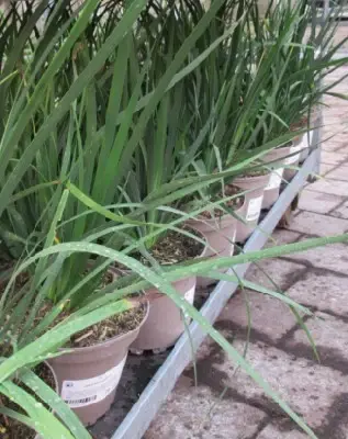 LIBERTIA grandiflora - image 2