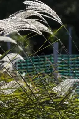 MISCANTHUS sinensis 'Gracillimus' - image 4