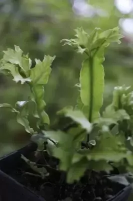 ASPLENIUM scol 'Cristatum' - image 2