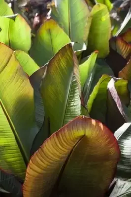 ENSETE ventricosum 'Maurelii' - image 1