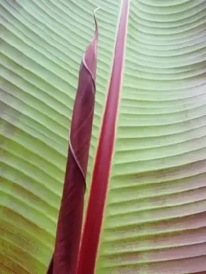 ENSETE ventricosum 'Maurelii' - image 3