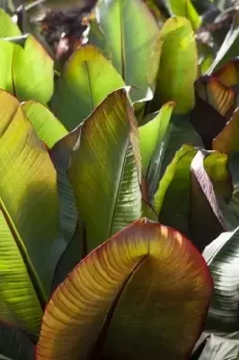 ENSETE ventricosum 'Maurelii' - image 4