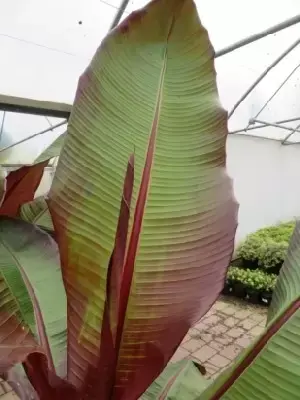 ENSETE ventricosum 'Maurelii' - image 5