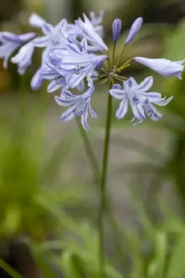 AGAPANTHUS 'Blue Storm' - image 3