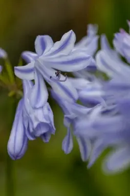 AGAPANTHUS 'Blue Storm' - image 4