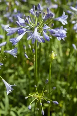 AGAPANTHUS 'Blue Storm' - image 1