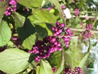 CALLICARPA bodinieri 'Profusion' - image 3