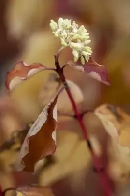 CORNUS sanguinea 'Midwinter Fire' - image 2