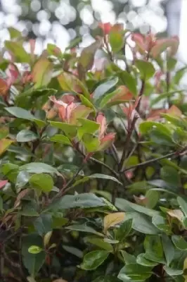 PHOTINIA x fraseri 'Little Red Robin' - image 2