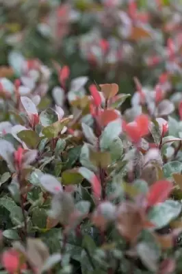 PHOTINIA x fraseri 'Little Red Robin' - image 3