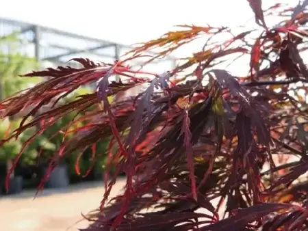 ACER palmatum 'Tamukeyama' - image 2