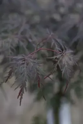 ACER palmatum 'Tamukeyama' - image 4