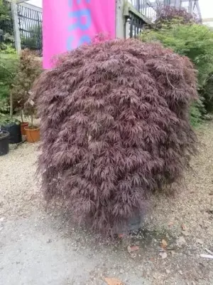 ACER palmatum dissectum 'Crimson Queen' - image 2