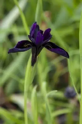 IRIS chrysographes 'Black Form' - image 2