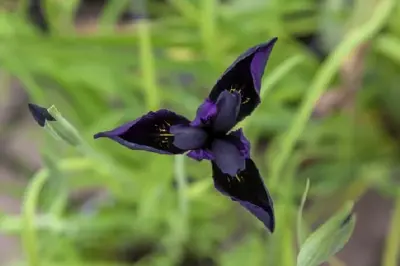 IRIS chrysographes 'Black Form' - image 3