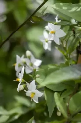 SOLANUM laxum 'Album' - image 2