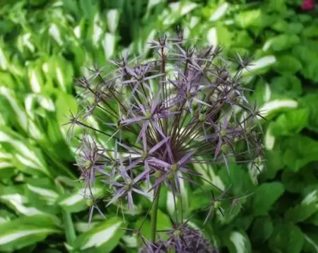 ALLIUM cristophii - image 2