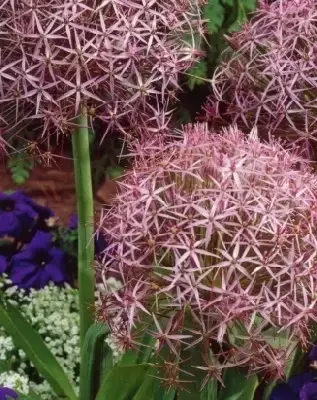 ALLIUM cristophii - image 4