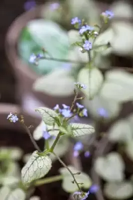 BRUNNERA macrophylla 'Looking Glass' - image 2