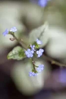 BRUNNERA macrophylla 'Looking Glass' - image 3