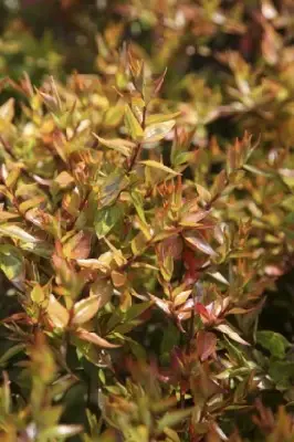 ABELIA x grandiflora 'Kaleidoscope' - image 6