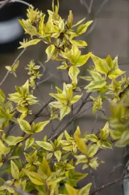 ABELIA x grandiflora 'Kaleidoscope' - image 3