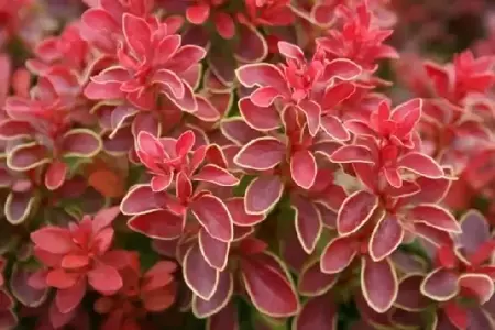 BERBERIS thunbergii 'Admiration' - image 2