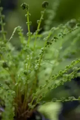 ATHYRIUM filix-femina 'Frizelliae' - image 2