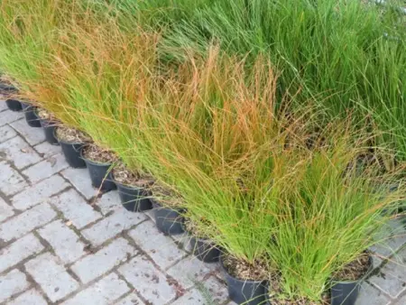 CAREX testacea 'Prairie Fire' - image 2