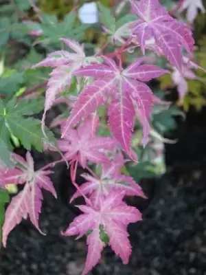 ACER palmatum 'Oridono-nishiki' - image 2