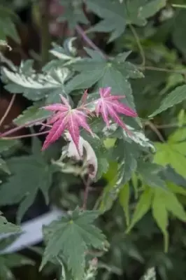 ACER palmatum 'Oridono-nishiki' - image 3