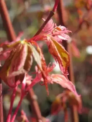 ACER palmatum 'Oridono-nishiki' - image 4