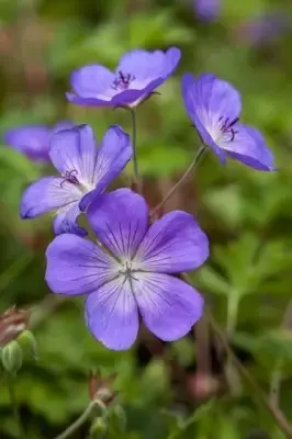 GERANIUM 'Rozanne' - image 2