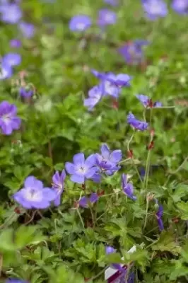 GERANIUM 'Rozanne' - image 3